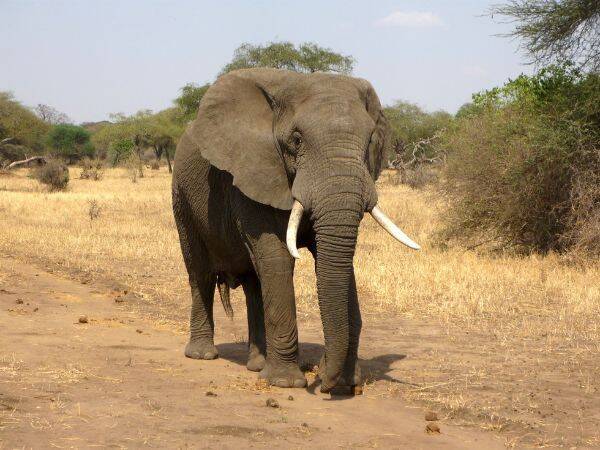 Jak żyją i zachowują się słonie afrykańskie