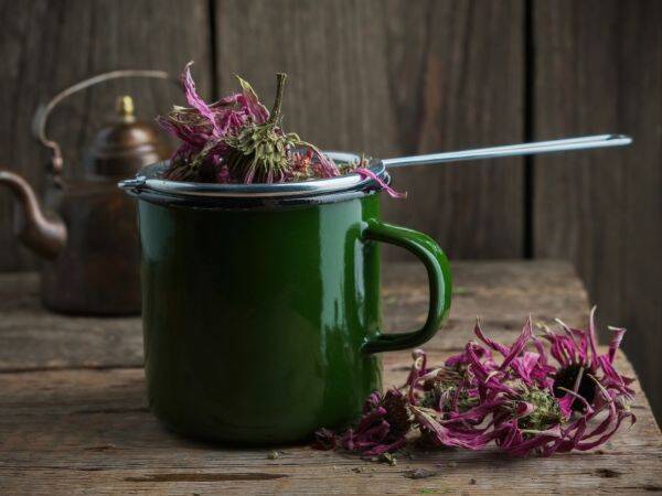 Jak działa herbata z echinacei na nasz organizm?